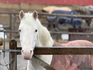 hästar Trevligt sto - Annons 10