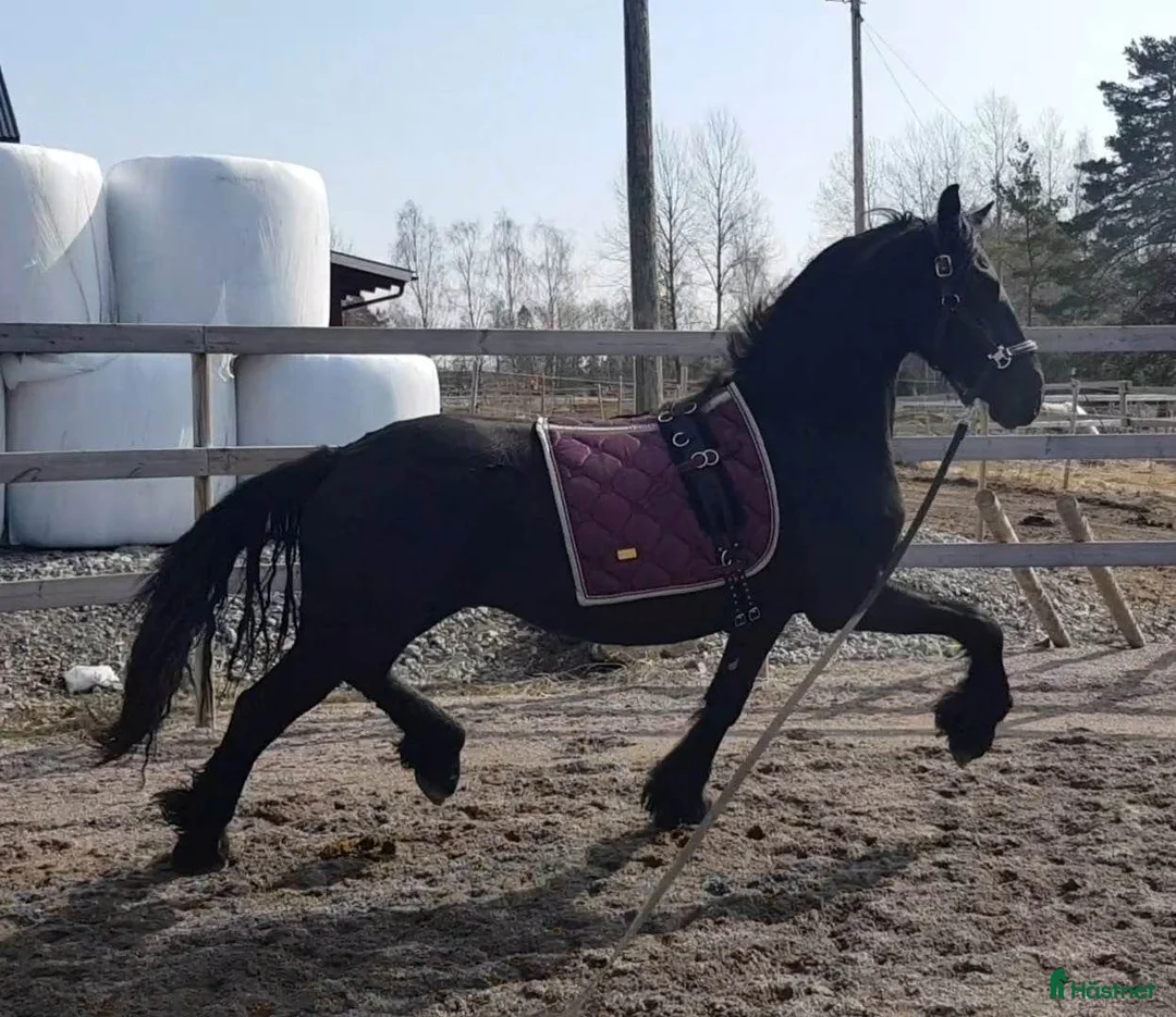 Allround hästar till salu: Sirius en lyxig drömhäst - Annons 4