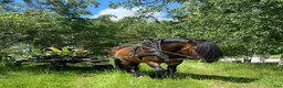 Allround hästar till salu: Nordsvensk hingst – River, född 2013 i Örebro - Annons 5