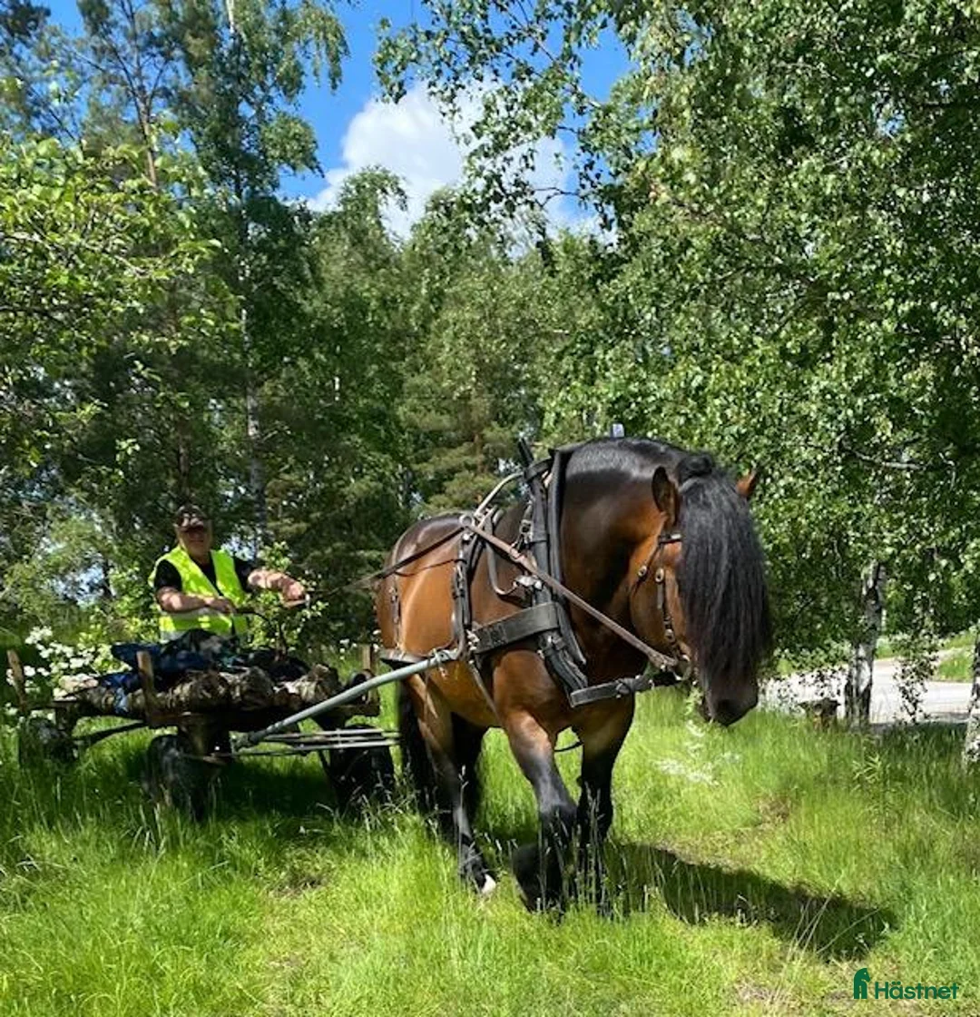 Allround hästar till salu: Nordsvensk hingst – River, född 2013 i Örebro - Annons 5