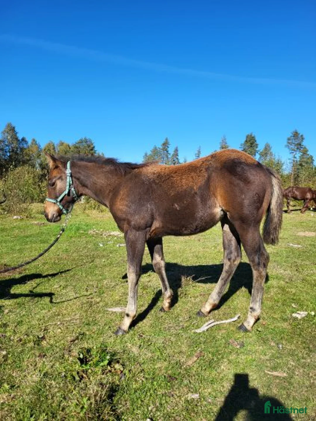 Western hästar till salu: Quartersto i Tidaholm - Annons 3