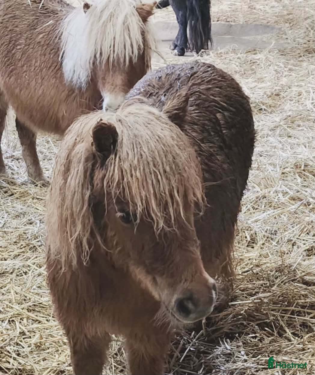  hästar Underbara minishetlandsponnyer! - Annons 1