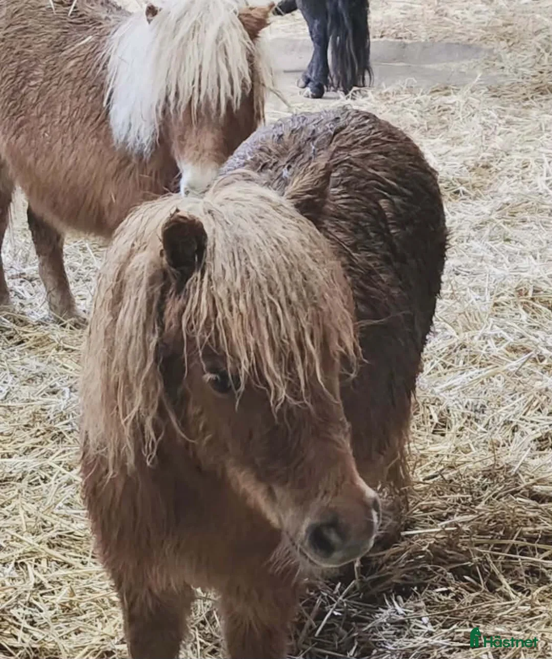Allround hästar till salu: Underbara minishetlandsponnyer! - Annons 1