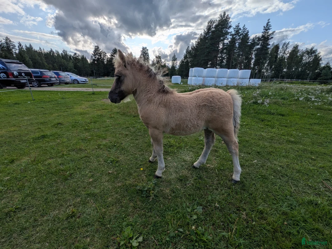 Allround hästar till salu: Härlig kille. i Edsbyn - Annons 9