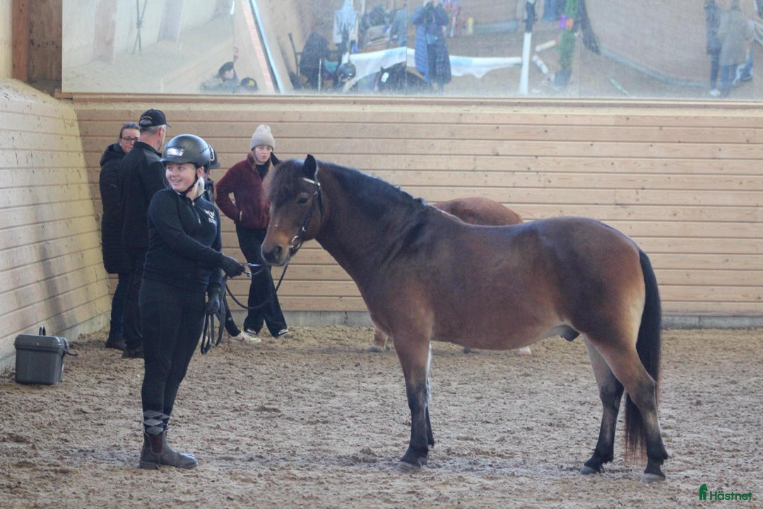 Allround hästar till salu: En bästa kompis till salu i Ljusterö - Annons 2