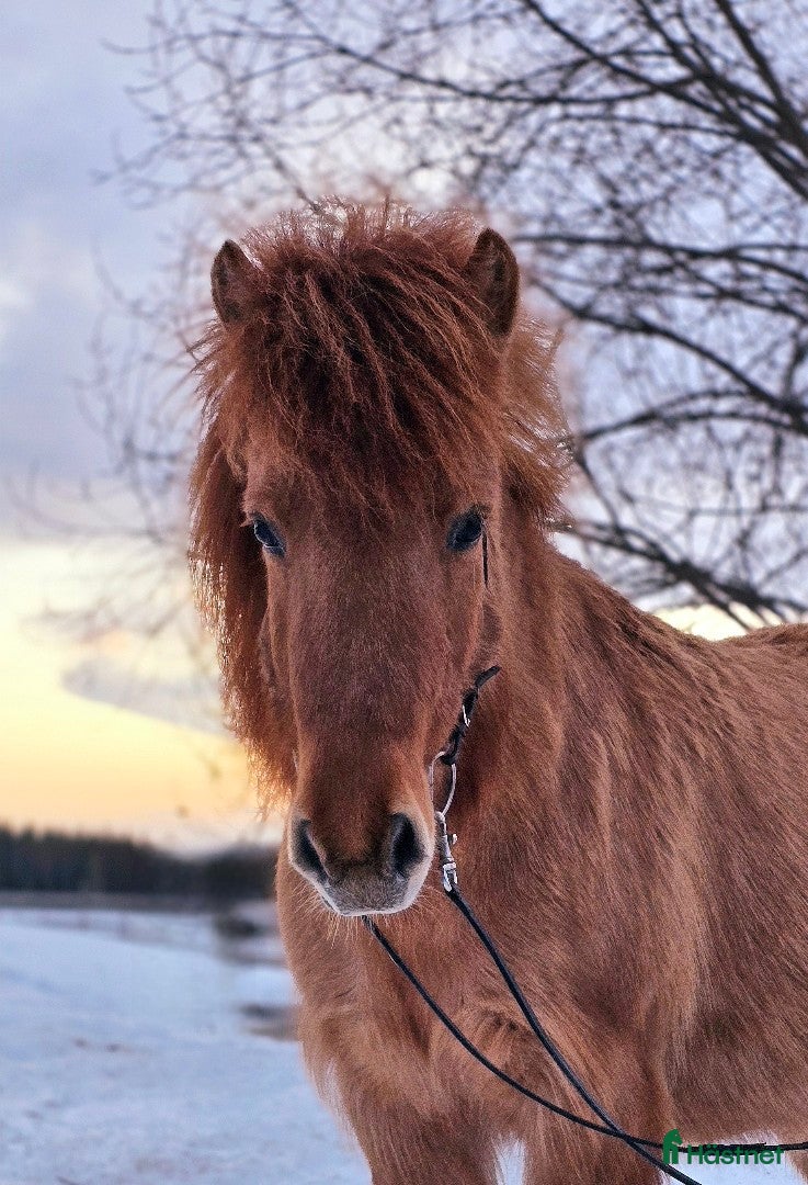  hästar Bästa vännen och träningskompisen ⭐️ - Annons 5