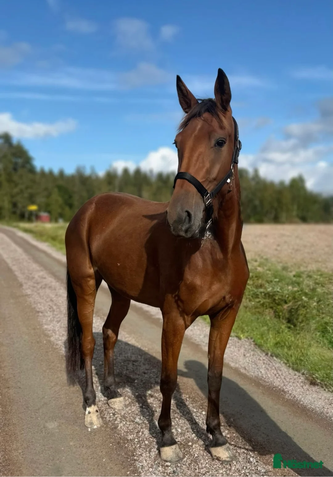 Allround hästar till salu: Sto gis bort!! Oldefar:Scarlet Knight (US)98 i Strömstad - Annons 1