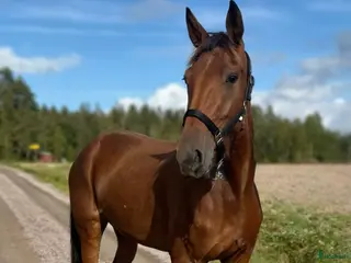 hästar Sto gis bort!! Oldefar:Scarlet Knight (US)98 i Strömstad - Annons 1