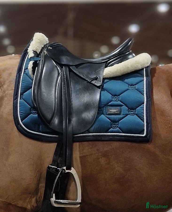 Sadlar hästutrustning till salu: Dressyrsadel Trainers Continental i Kalix - Annons 21