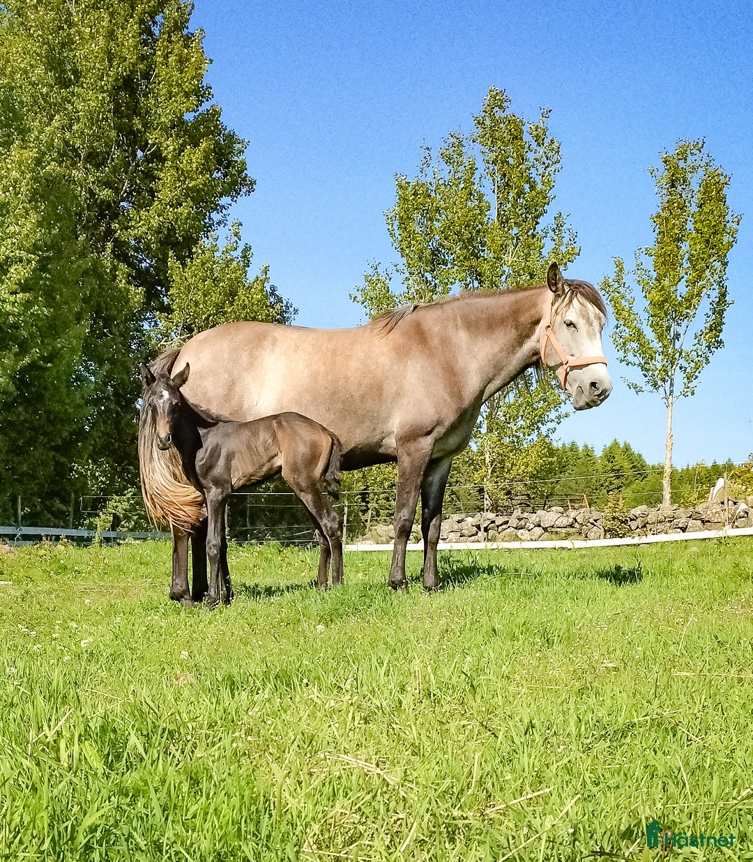 Allround hästar till salu: Forma din pärla själv i Kättilstorp - Annons 5