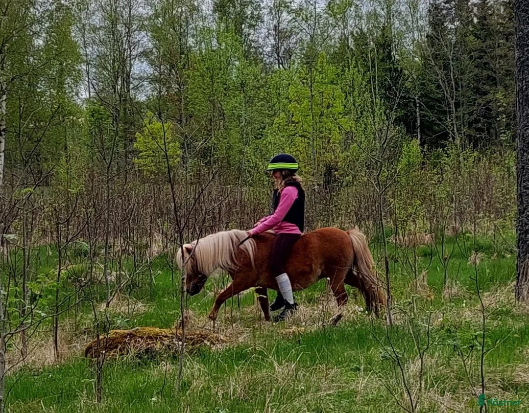Allround hästar till salu: Söt och trygg shettis  - Annons 2