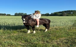 Dressyr hästar till salu: 🌟Magisk ponny söker liten dressyrryttare med ❤️ i Vaxholm - Bild 5