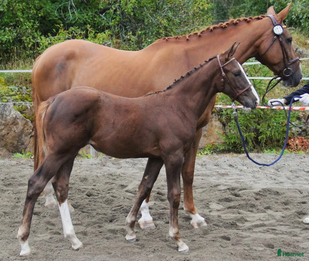 Galleribild {{count}}