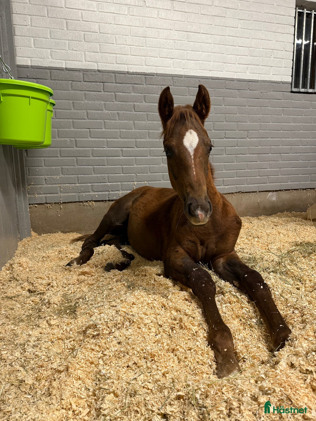 Dressyr hästar till salu: Uttrycksfull hingst med meriterat möderne i Nässjö - Annons 1