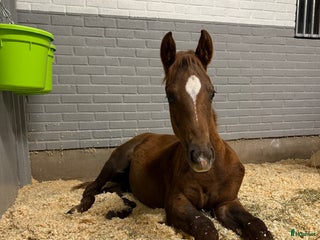 hästar Uttrycksfull hingst med meriterat möderne i Nässjö - Annons 17