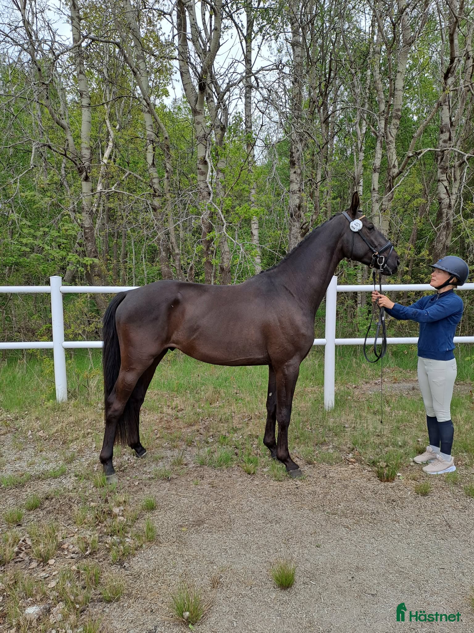  hästar Dressyrtalang 5 årig valack e Americano GJ  i Skärhamn - Annons 11