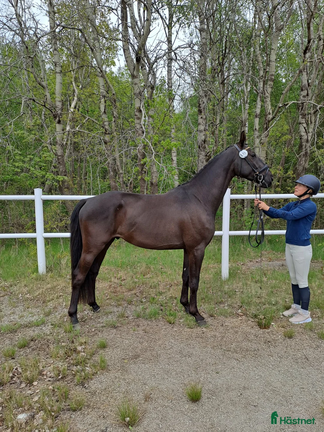 Dressyr hästar till salu: Dressyrtalang 5 årig valack e Americano GJ  i Skärhamn - Annons 1