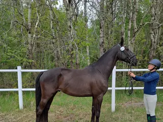 hästar Dressyrtalang 5 årig valack e Americano GJ i Skärhamn - Annons 11