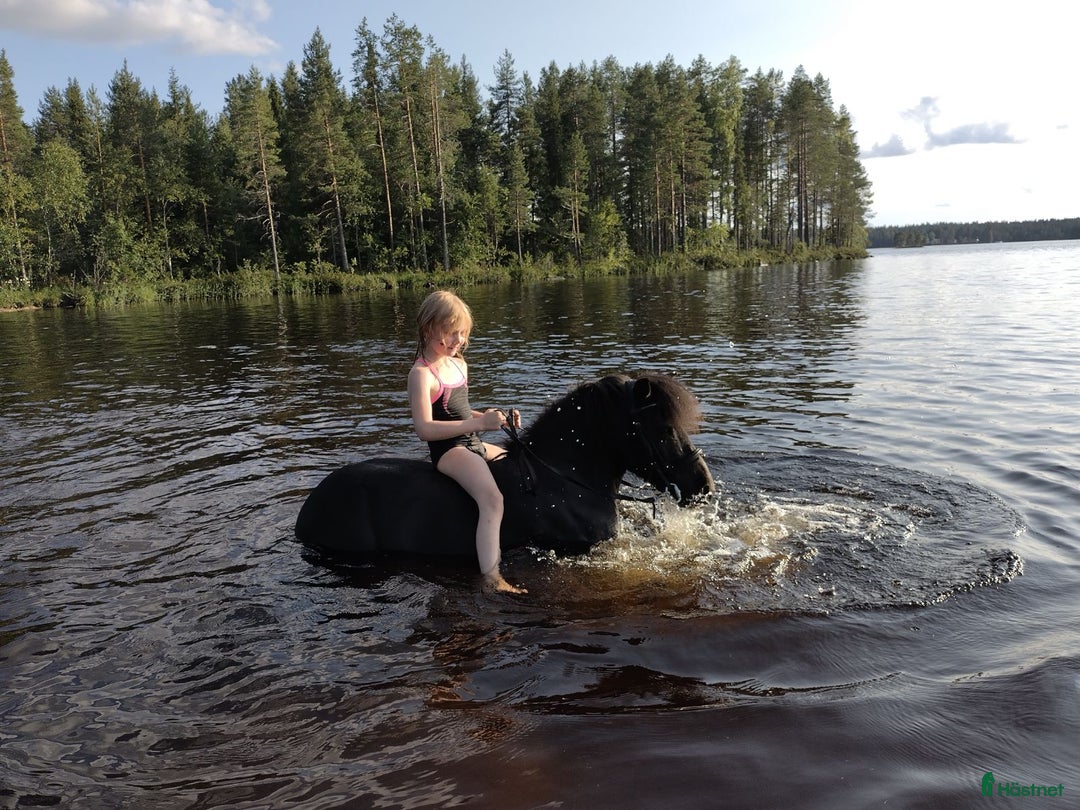Körning hästar till salu: Snäll barnponny i Boliden - Annons 1