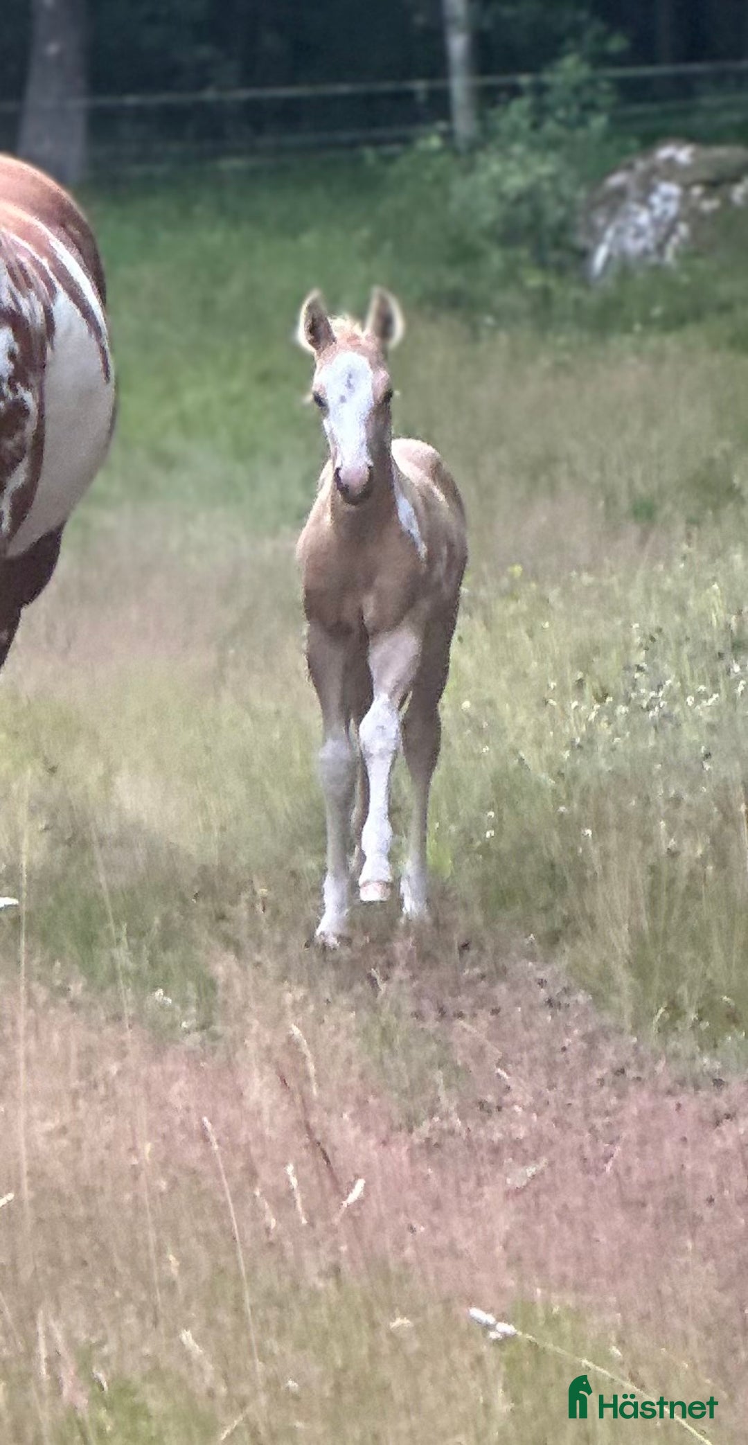 Western hästar till salu: Hingstämne? i Bredared - Bild 6