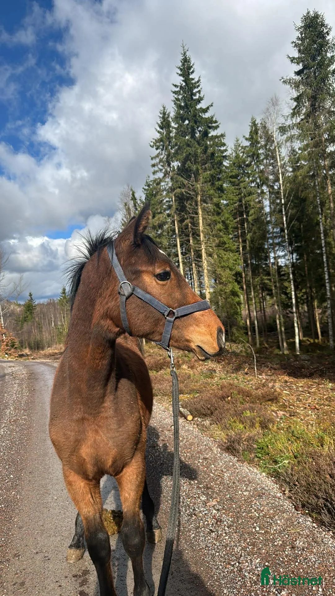 Dressyr hästar till salu: Trevlig valack för dressyrbanan!  - Annons 1