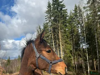 Dressyr hästar till salu: Trevlig valack för dressyrbanan! - Annons 2