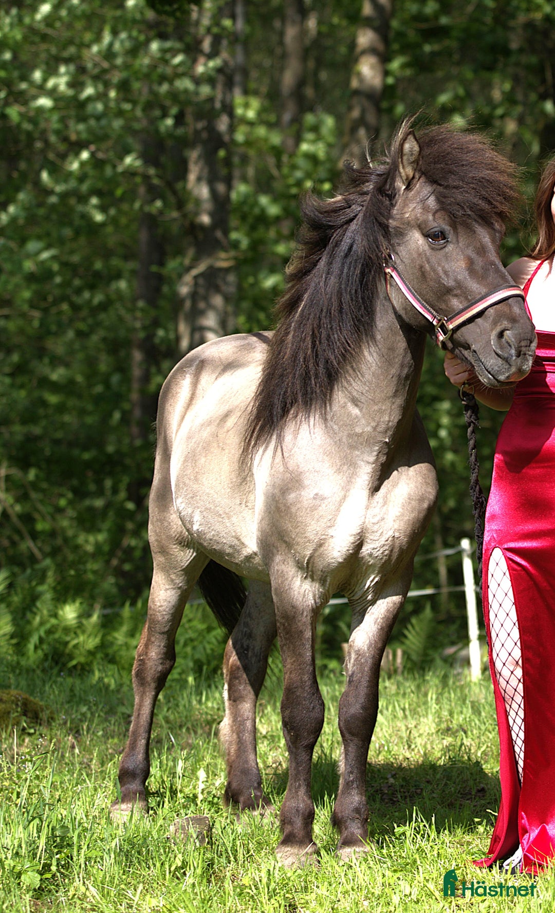 Island hästar till salu: Vackra Valacken Nimbus i Hörby - Annons 5