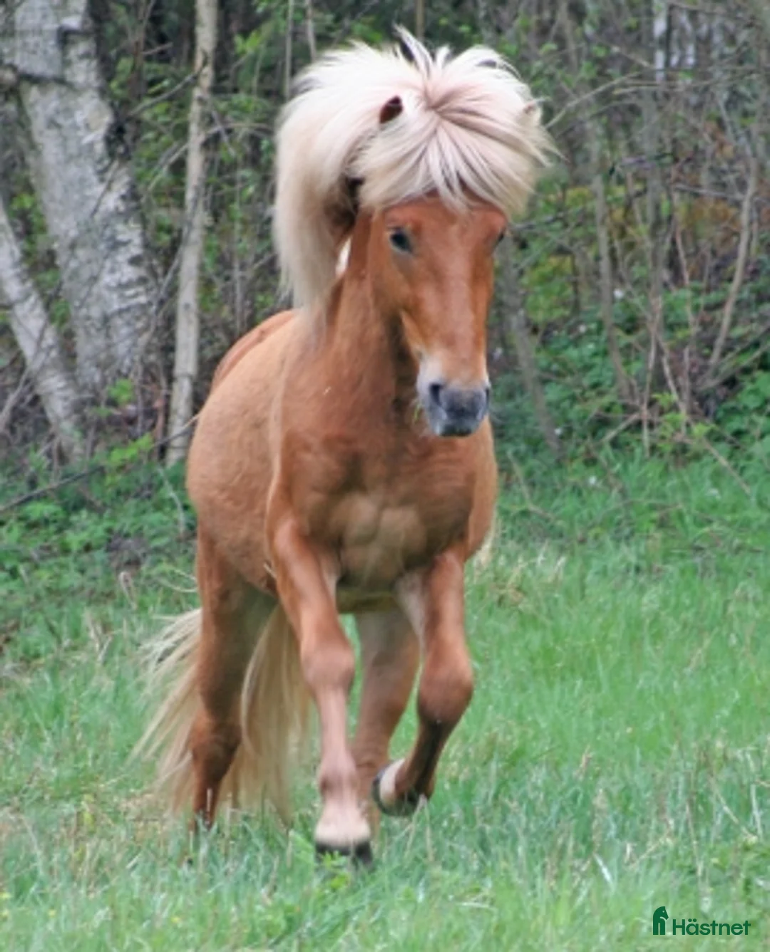  foderhäst finnes: SUPERSNYGGING som FODERHÄST  - Annons 1