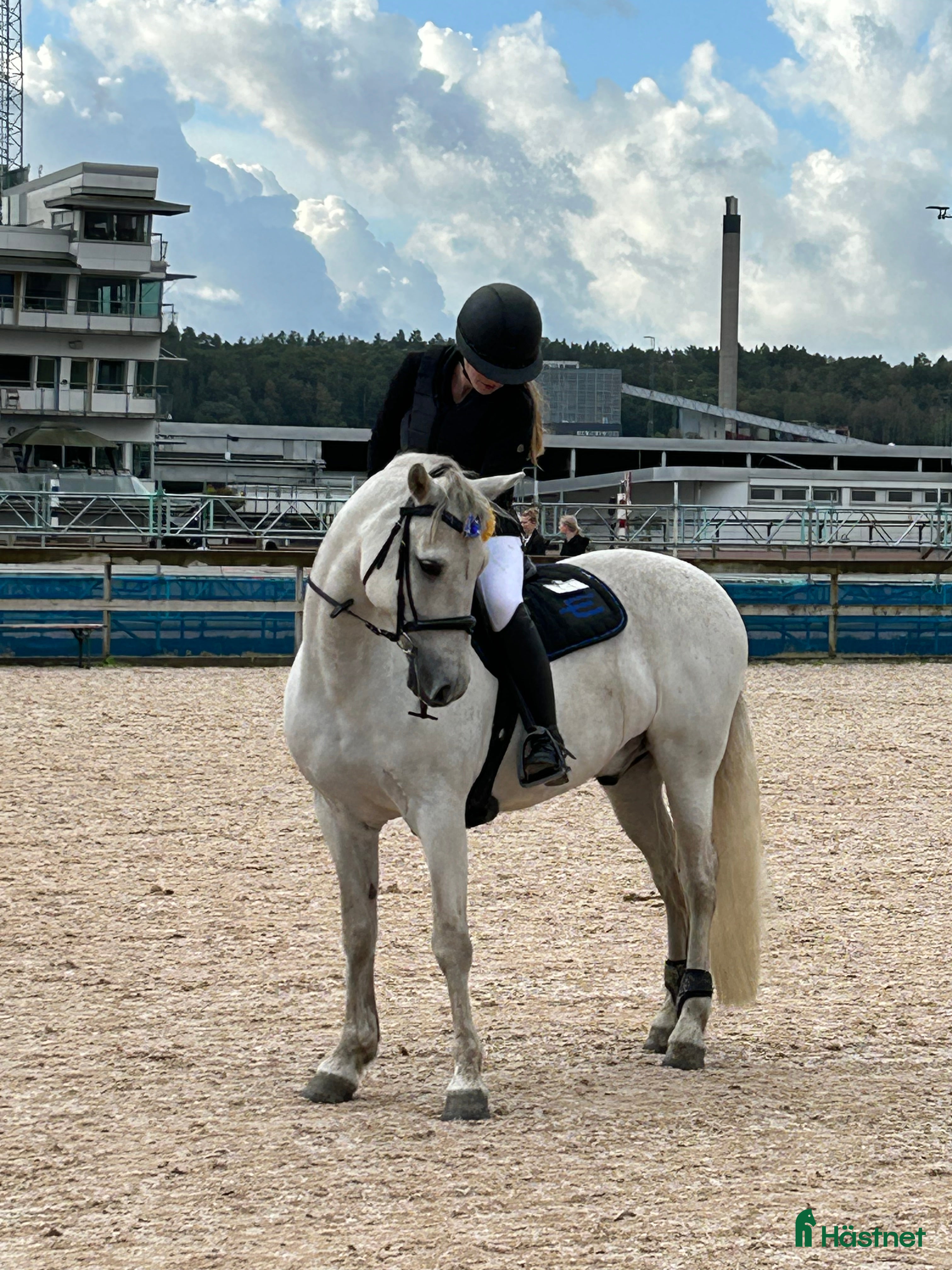  hästar En på miljonen - Grey - Annons 18
