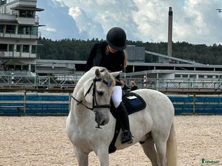 hästar En på miljonen - Grey - Annons 10