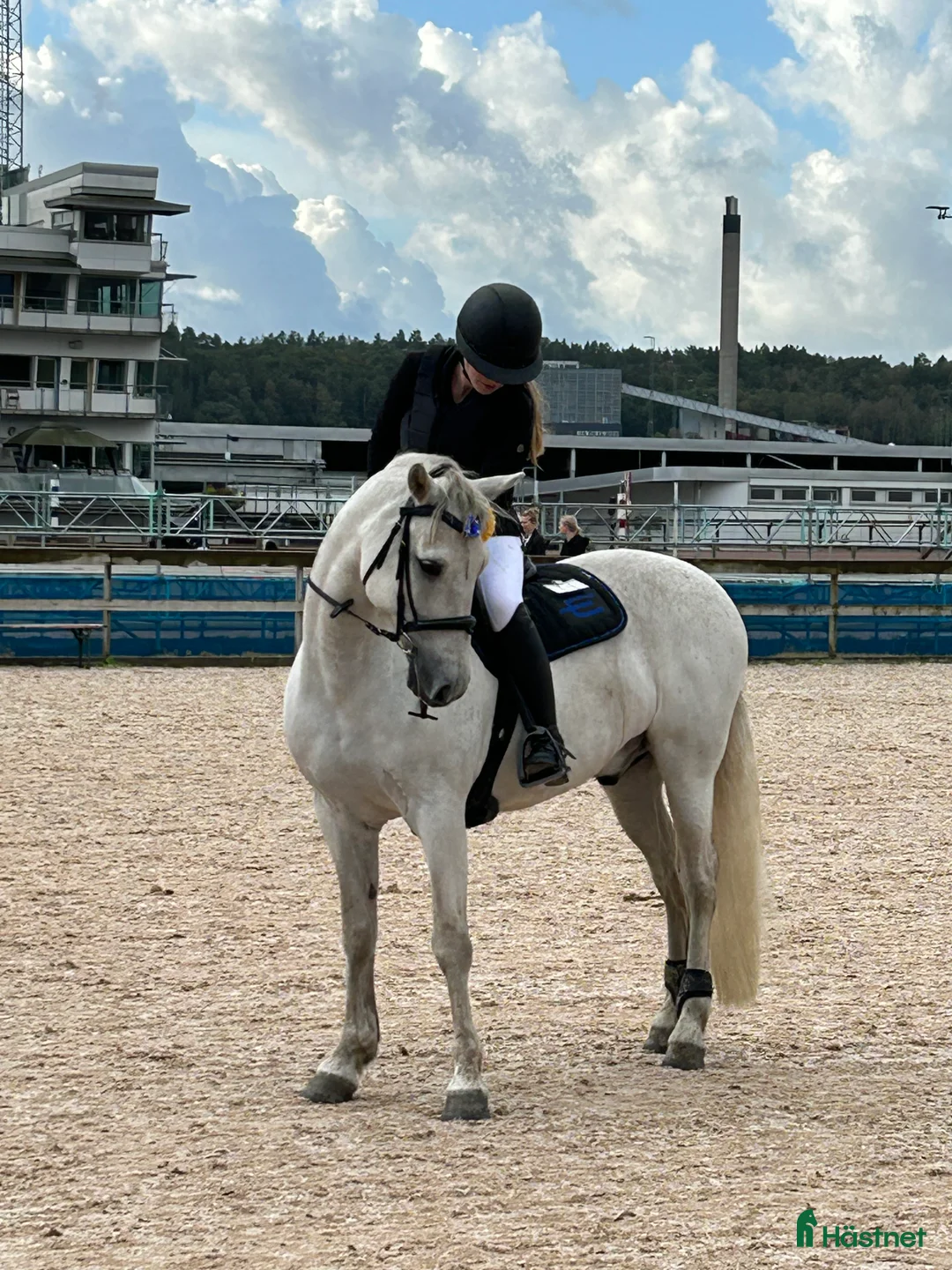 Hoppning hästar till salu: En på miljonen - Grey - Annons 1