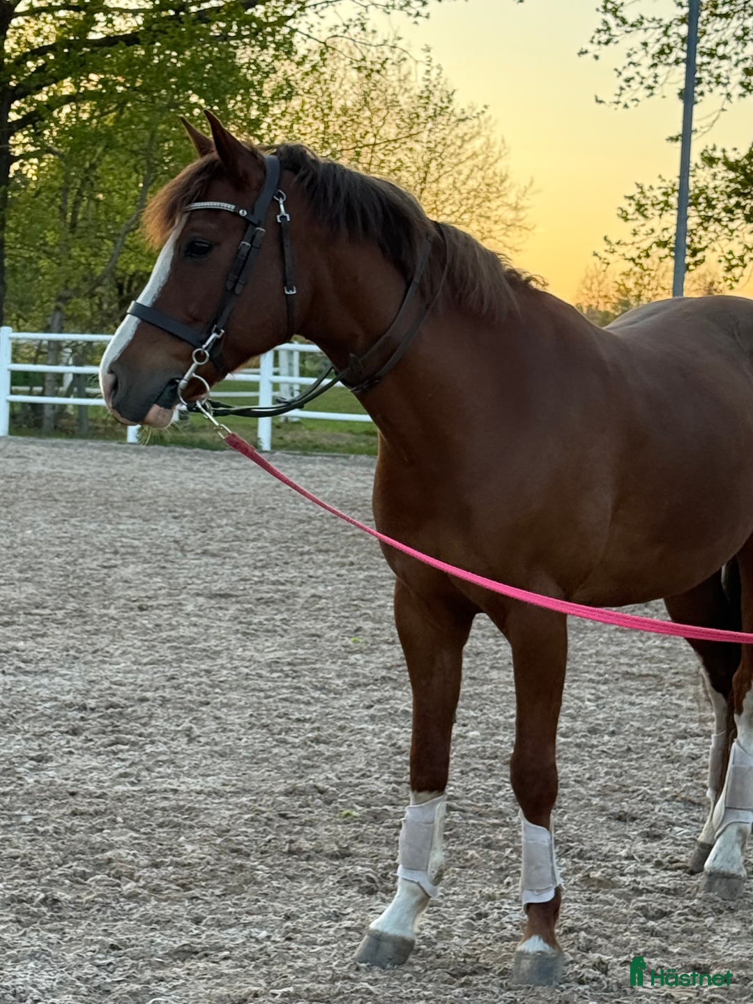 Allround hästar till salu:  Superhäftig och vacker C-ponny i Linköping - Annons 2