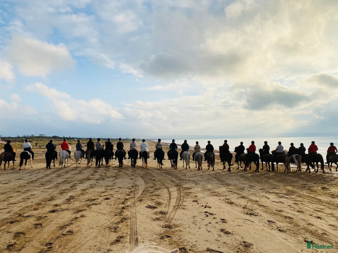  hästjobb finnes: Turridningsguide & Ridlägerledare i Mörbylånga - Annons 5