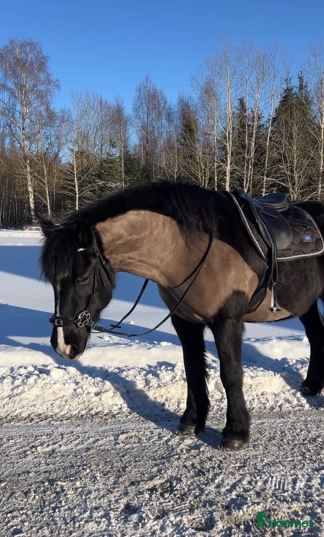 Allround hästar till salu: Snygg nordsvensk valack  - Annons 1