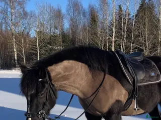 hästar Snygg nordsvensk valack - Annons 17