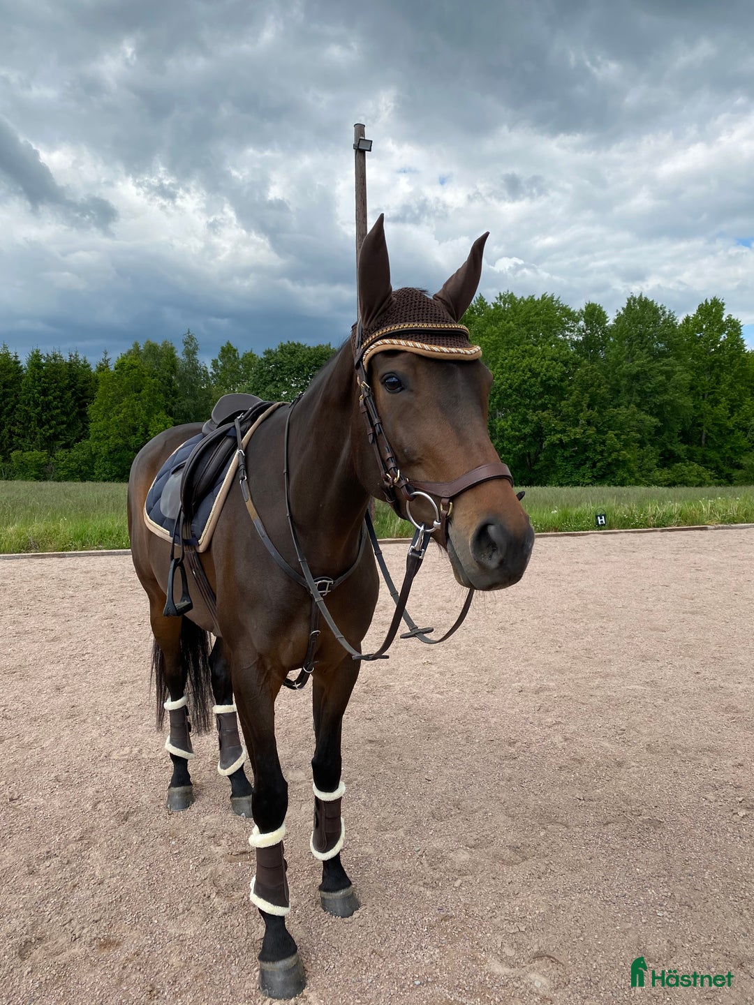 Allround hästar till salu: Fodervärd  i Höör - Annons 1