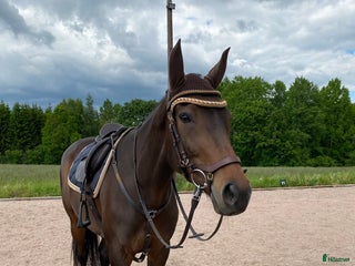 hästar Fodervärd i Höör - Annons 14