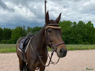 hästar Fodervärd i Höör - Annons 5