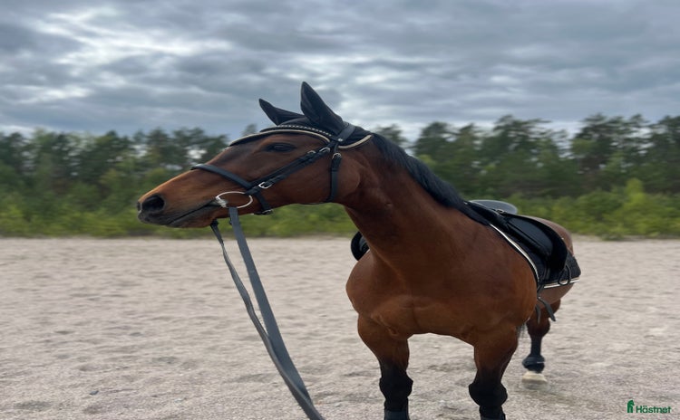  hästar i Köping - Annons 4