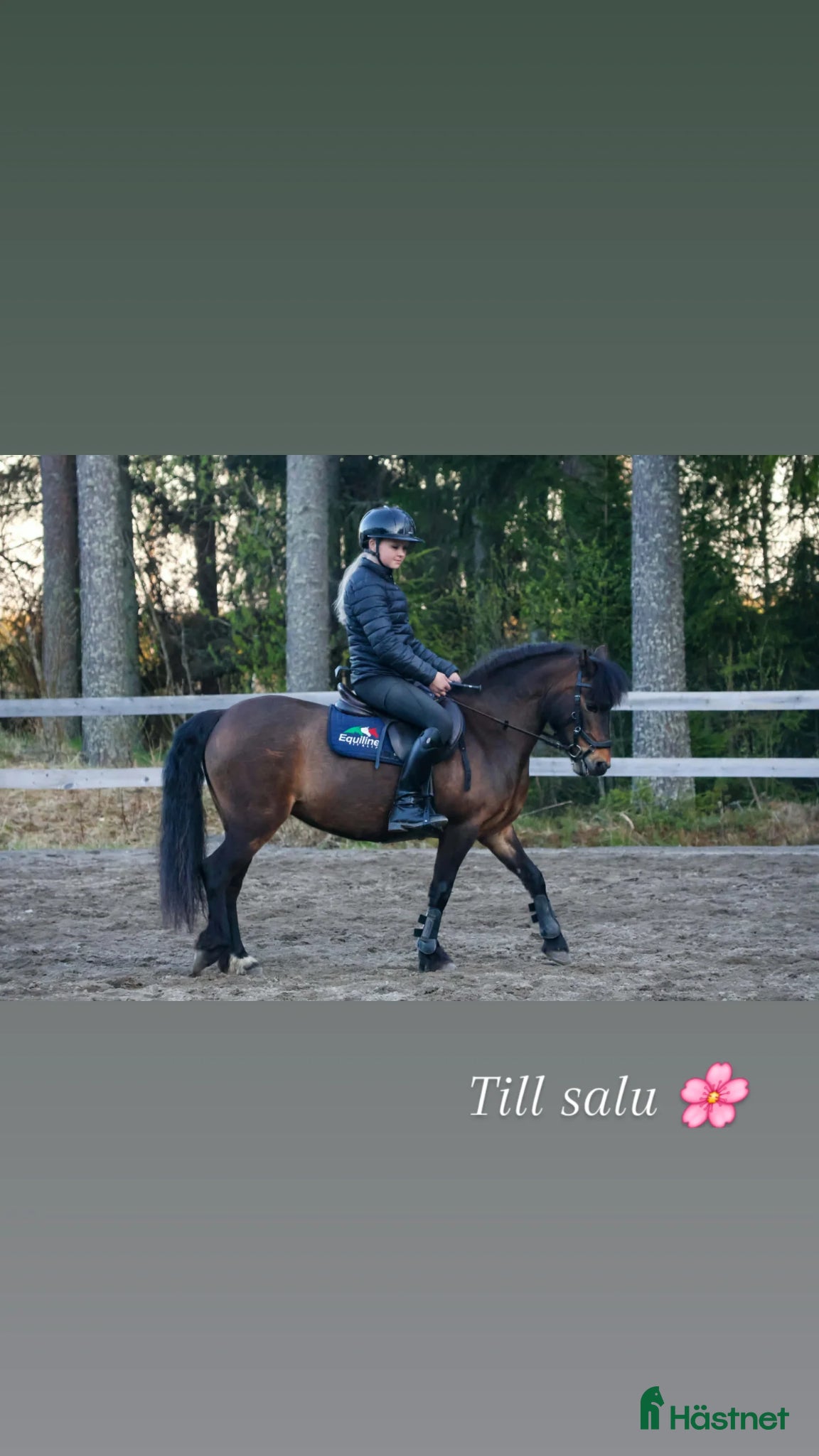  hästar Guldvärd ponny söker rätt familj 🩷✨ - Annons 6