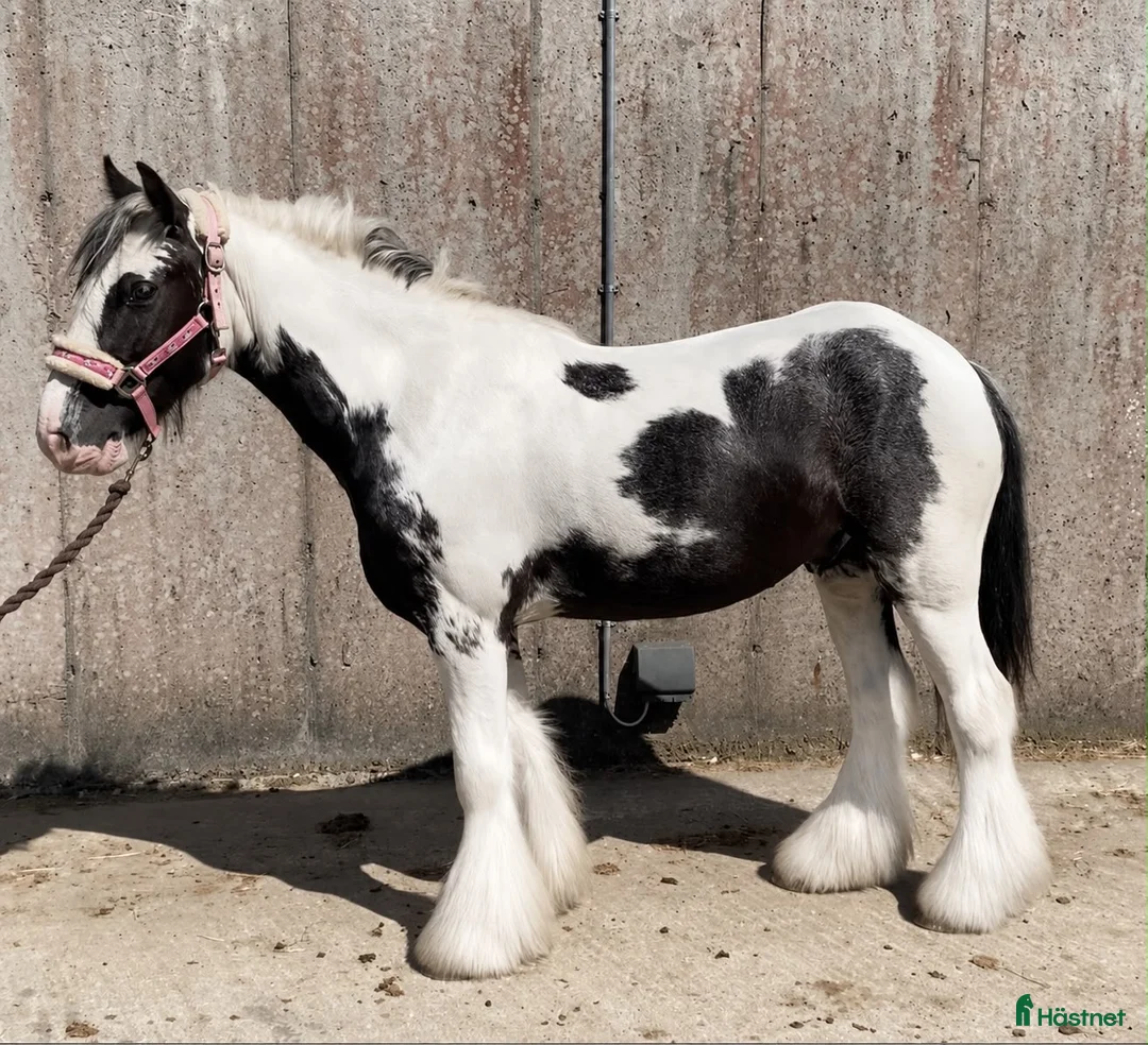 Allround hästar till salu: Super 128 gelding  - Annons 2