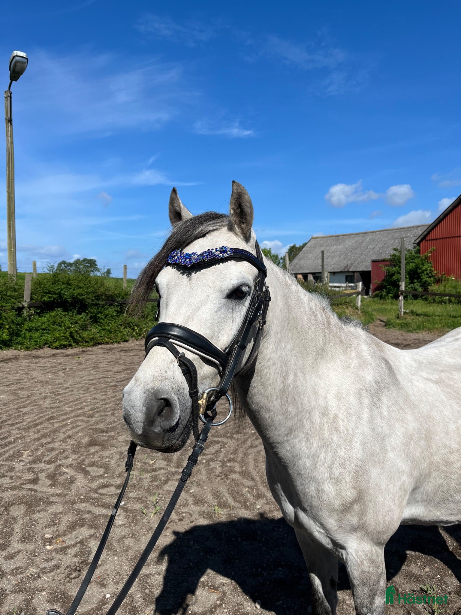  hästar 6 årig C-ponny - Annons 2