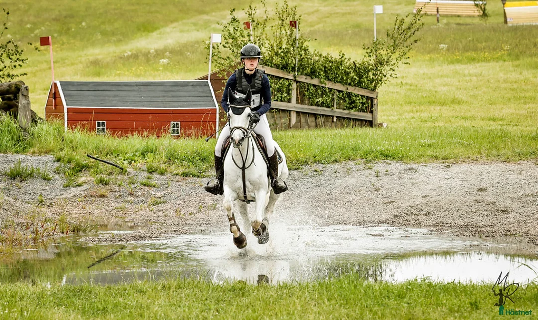 Allround hästar till salu: Snäll och rolig D-ponny valack till salu - Annons 1