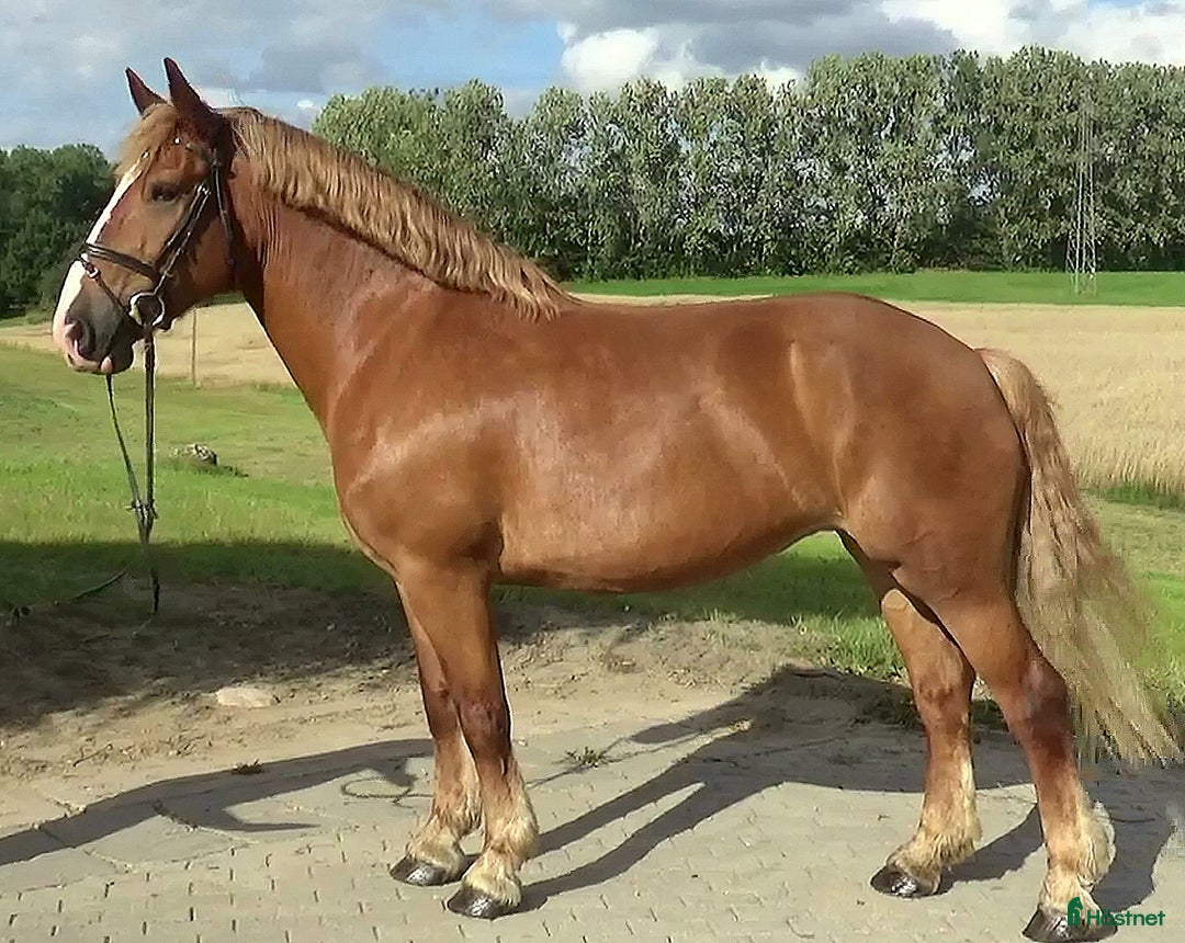 Allround hästar till salu: Fantastic bombproof Princess i Örsundsbro - Annons 13