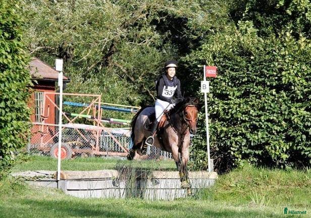  hästservice Utbilning/Försäljning med gedigen grundutbildning - Annons 1