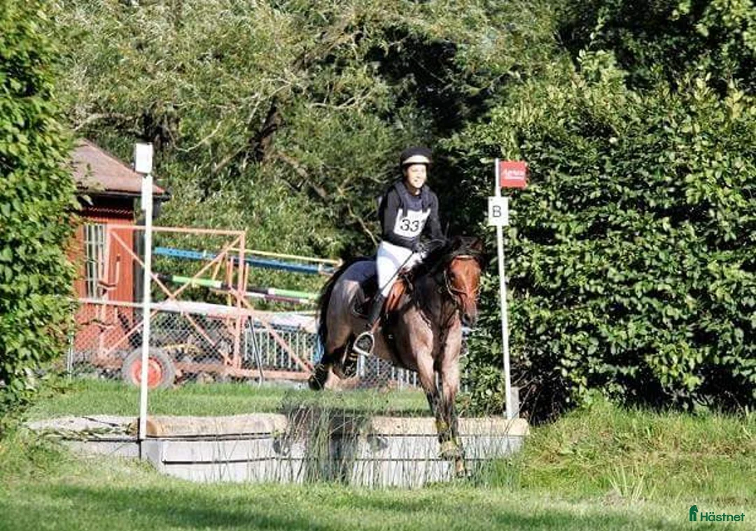  hästservice finnes: Utbilning/Försäljning med gedigen grundutbildning - Annons 1