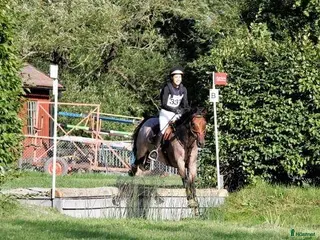 hästservice Utbilning/Försäljning med gedigen grundutbildning - Annons 1