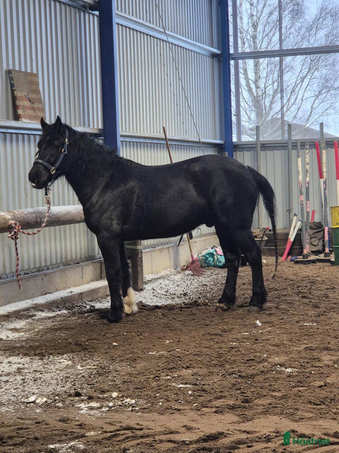 Allround hästar till salu: Bästa kompis!  i Vingåker - Annons 2