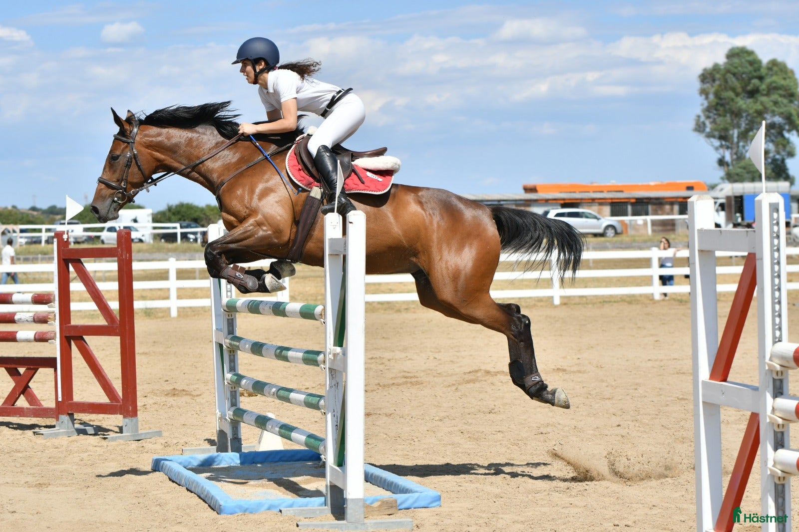  hästservice Showjumping Groom wanted in Belgium - Annons 2