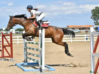 hästservice Showjumping Groom wanted in Belgium - Annons 2